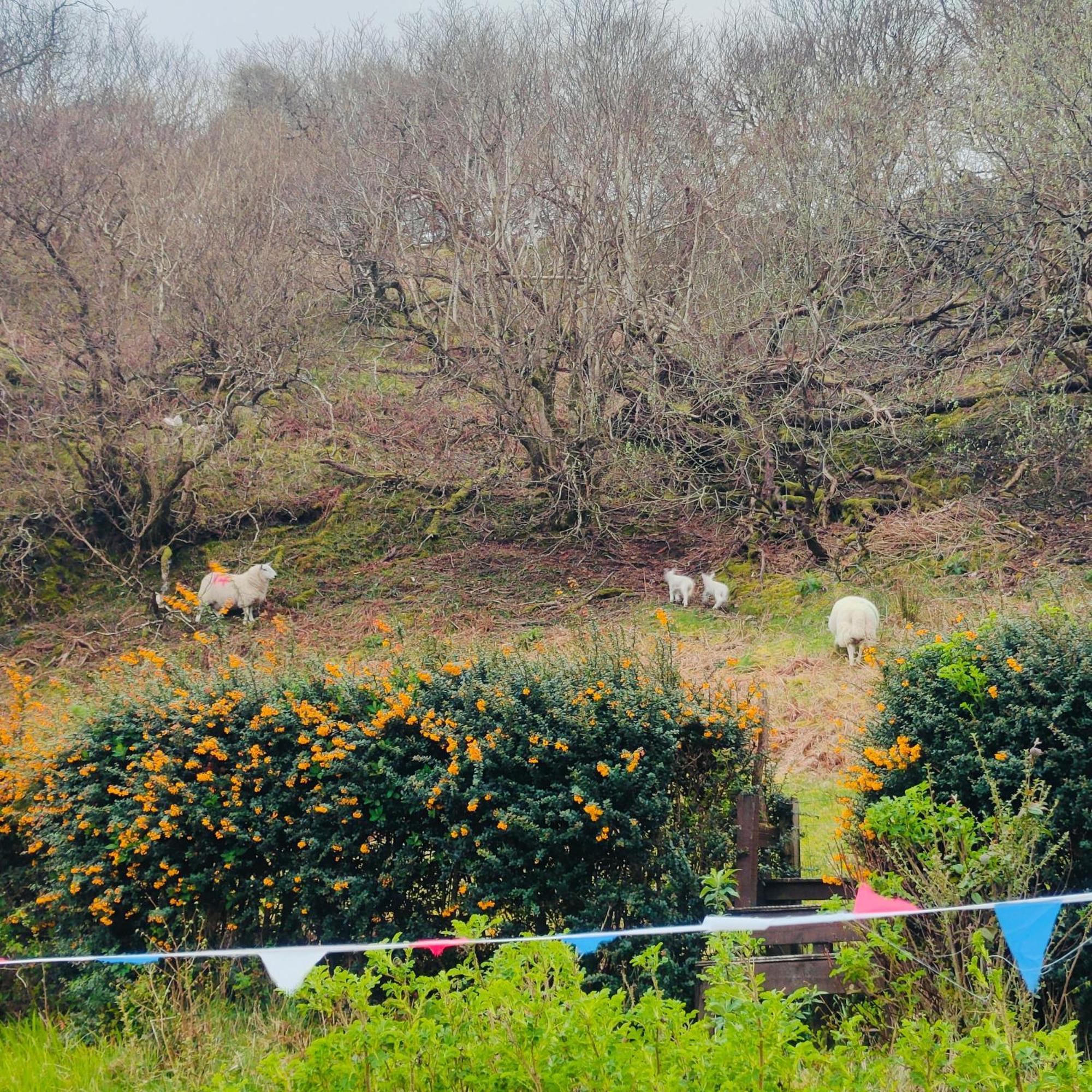 Kintyre Caravan พอทรี ภายนอก รูปภาพ